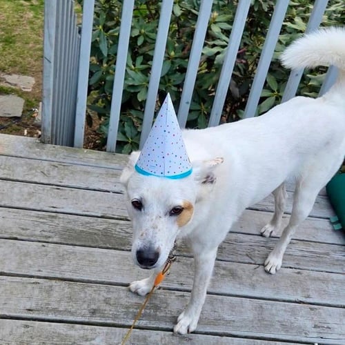 JUNO - Cattle Dog / Terrier available for adoption