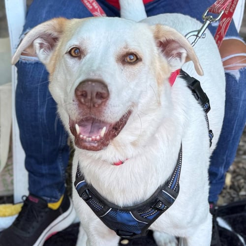 BANDIT - Great Pyrenees / Terrier available for adoption