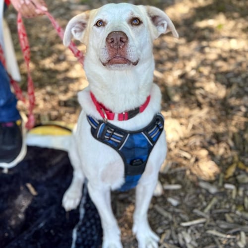BANDIT - Great Pyrenees / Terrier available for adoption