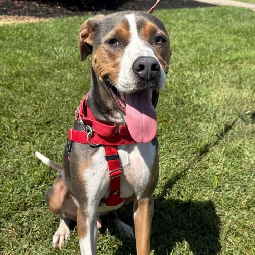 OWEN - Terrier available for adoption