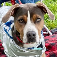 Owen - Photo 4