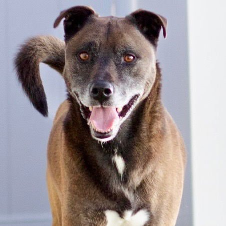 HAMILTON - Shepherd / Terrier available for adoption