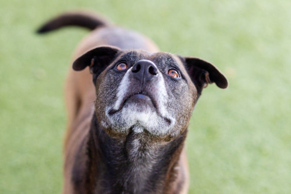 HAMILTON - Shepherd / Terrier available for adoption