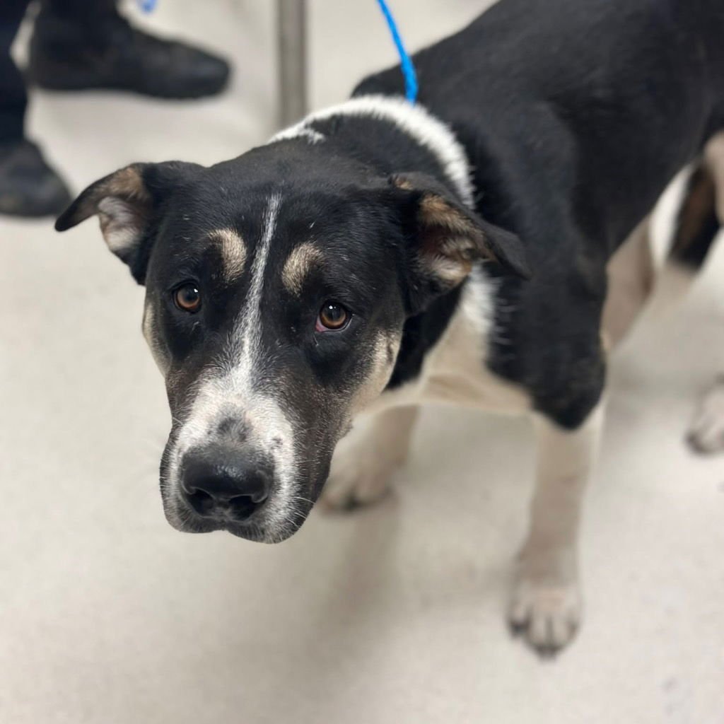 BLACKFIRE - Catahoula Leopard Dog / Terrier available for adoption