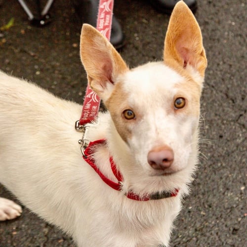 FLORA - Australian Cattle Dog/Blue Heeler / Terrier available for adoption