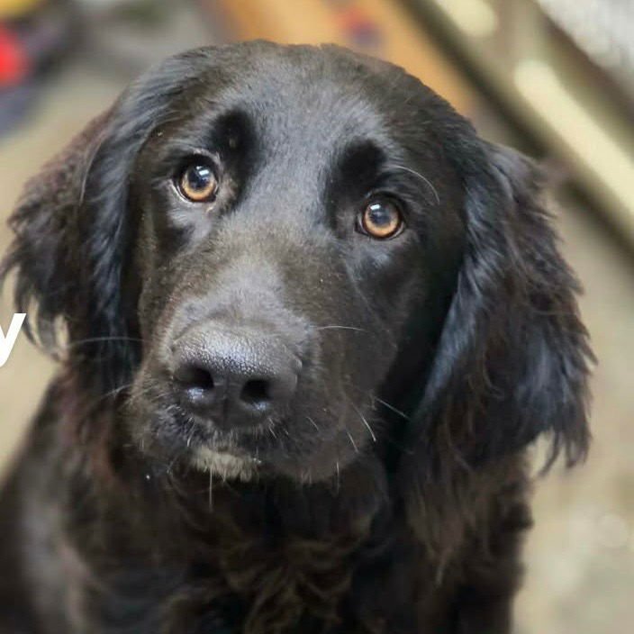 COZY - Labrador Retriever / Poodle (unknown type) available for adoption