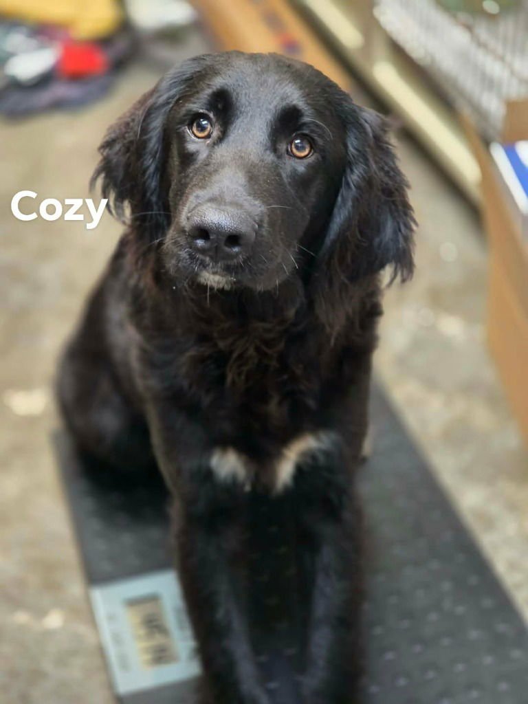 COZY - Labrador Retriever / Poodle (unknown type) available for adoption
