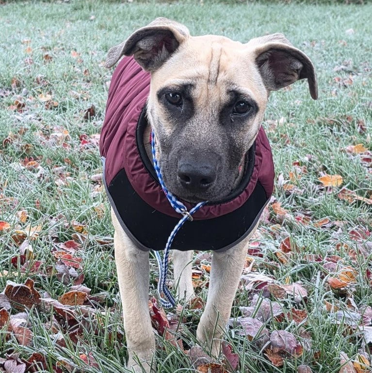 Maggie Image