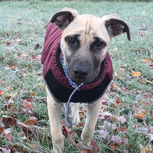 MAGGIE - Shepherd / Terrier available for adoption