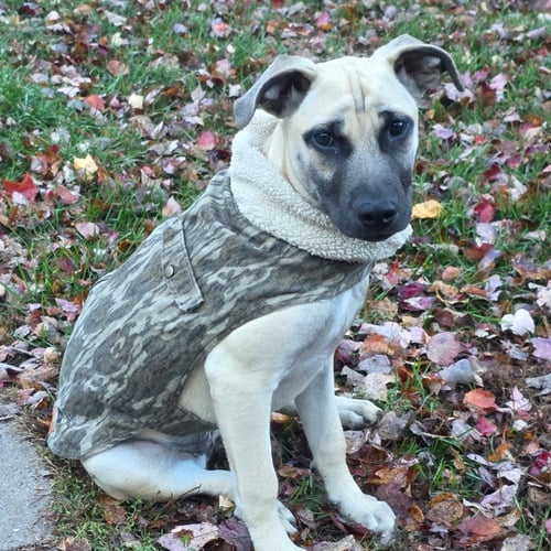 MAGGIE - Shepherd / Terrier available for adoption