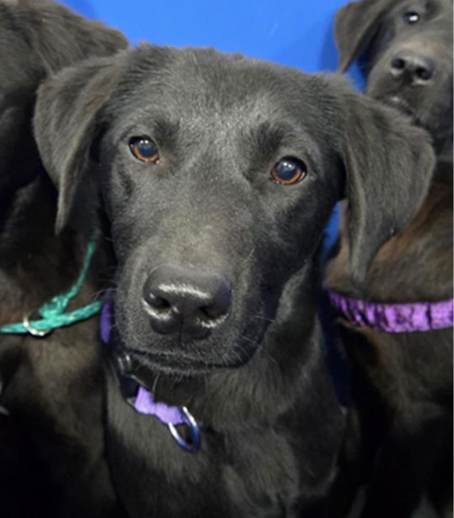 ELENA - Labrador Retriever / Terrier available for adoption