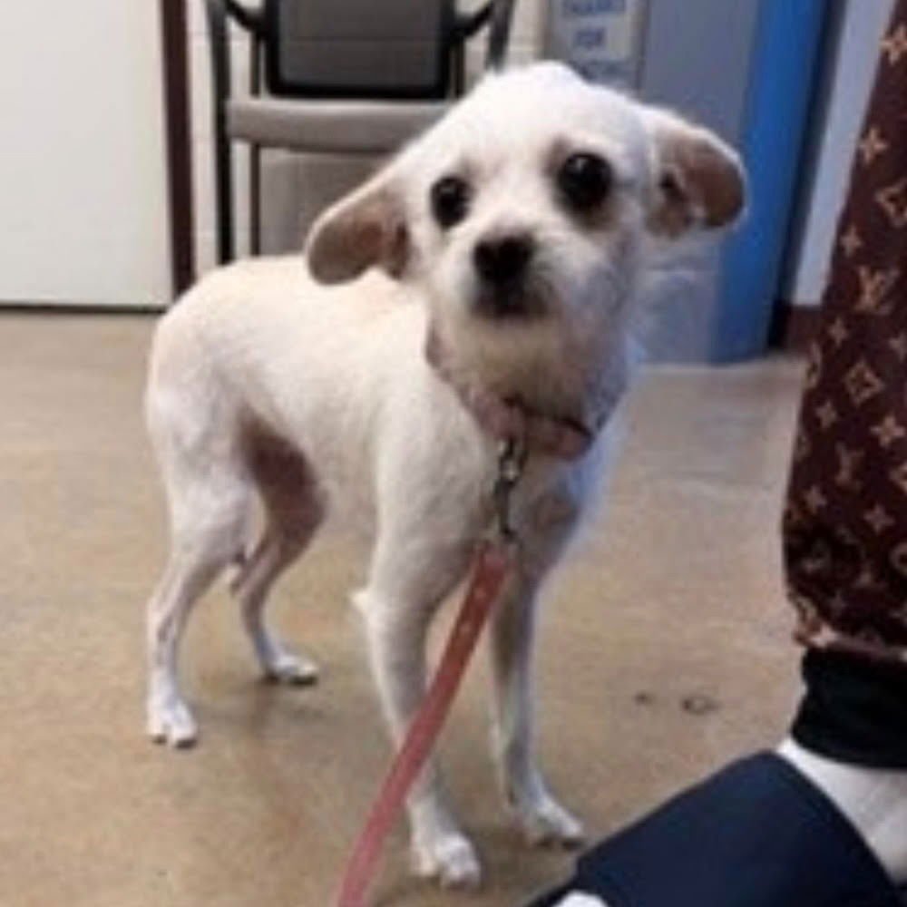 DIAMOND - Chihuahua / Terrier available for adoption