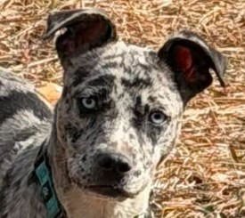 FRECKLES - Catahoula Leopard Dog / Terrier available for adoption