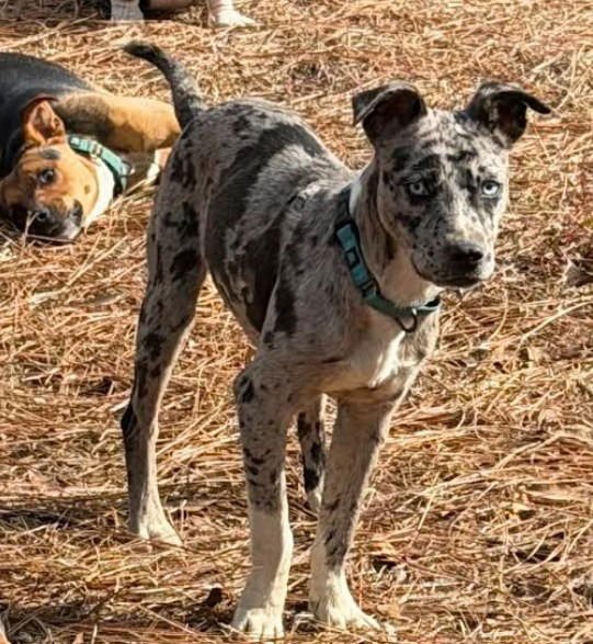 FRECKLES - Catahoula Leopard Dog / Terrier available for adoption