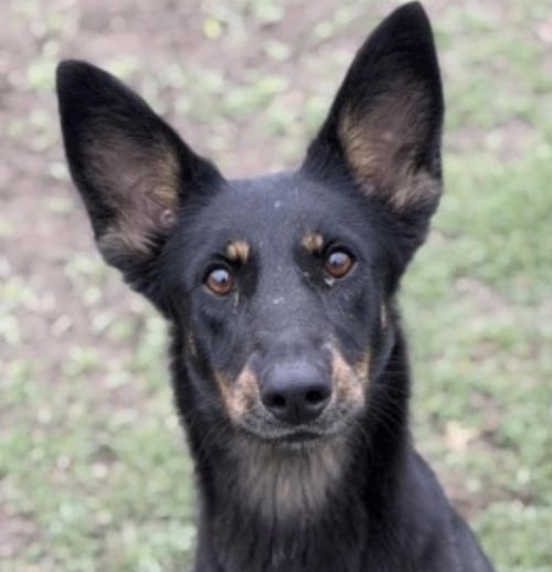 SPATULA - Australian Kelpie / Terrier available for adoption