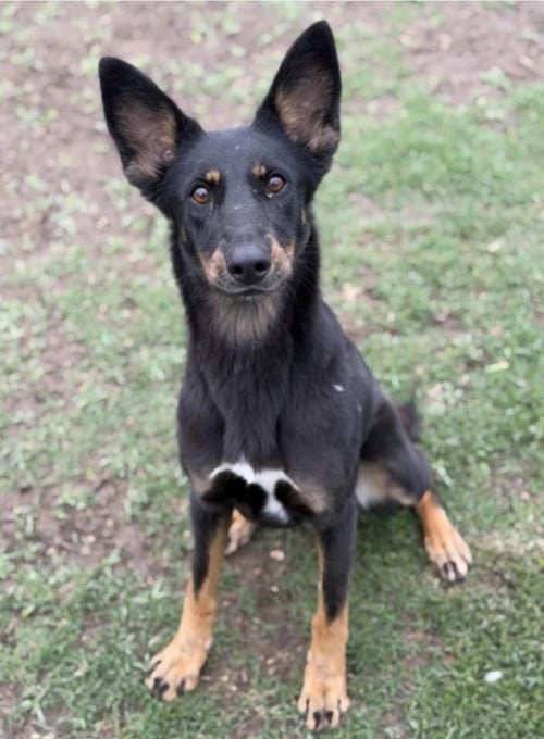 SPATULA - Australian Kelpie / Terrier available for adoption
