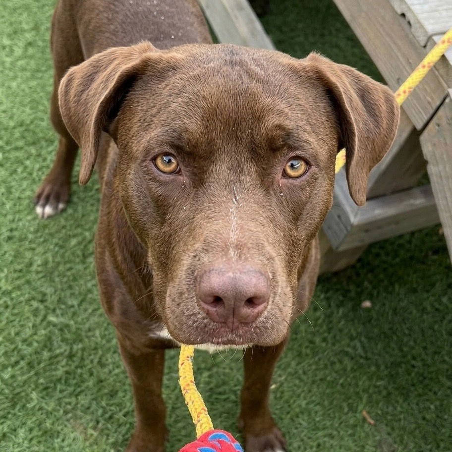 WILLY WONKA - Chocolate Labrador Retriever / Terrier available for adoption
