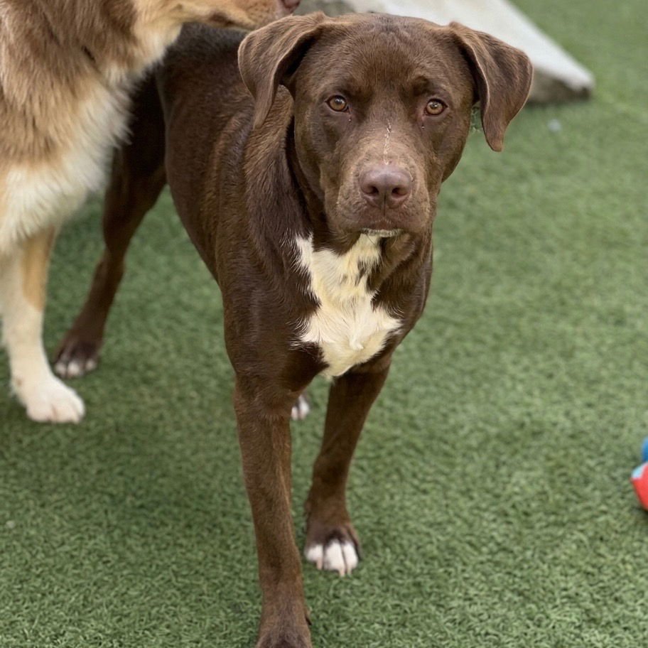 WILLY WONKA - Chocolate Labrador Retriever / Terrier available for adoption