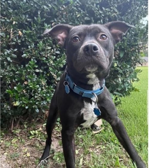 TOBY - Terrier available for adoption