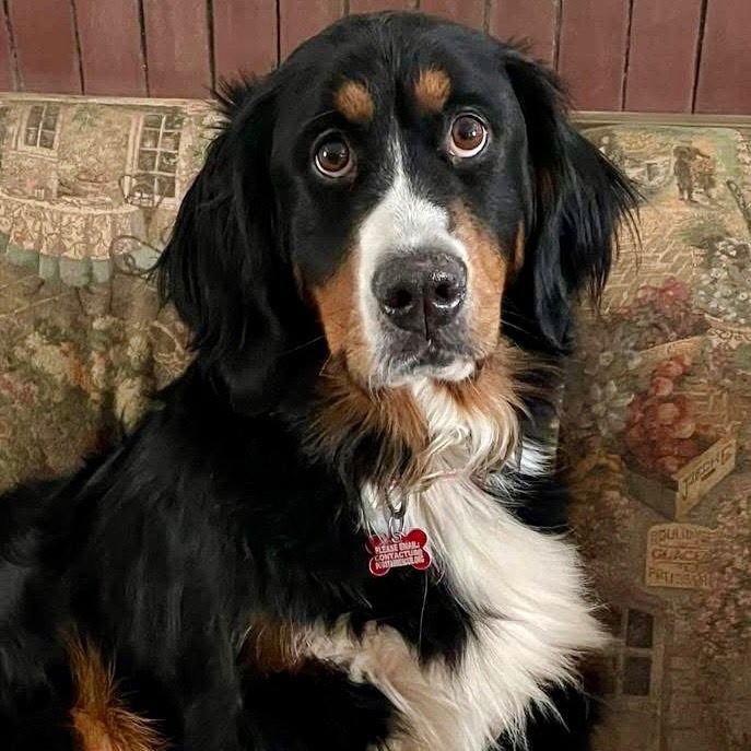 TRIXIE - Bernese Mountain Dog available for adoption