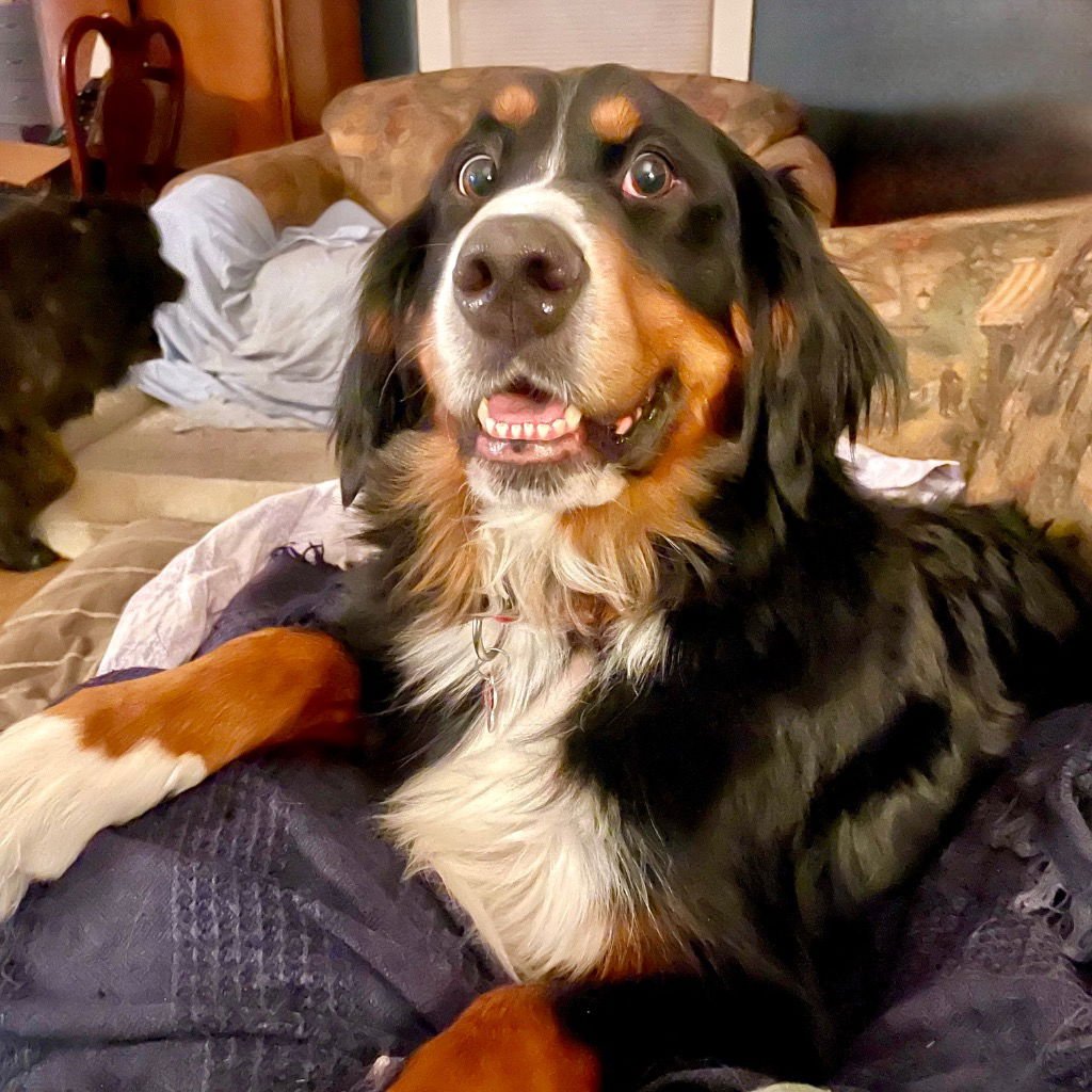 TRIXIE - Bernese Mountain Dog available for adoption