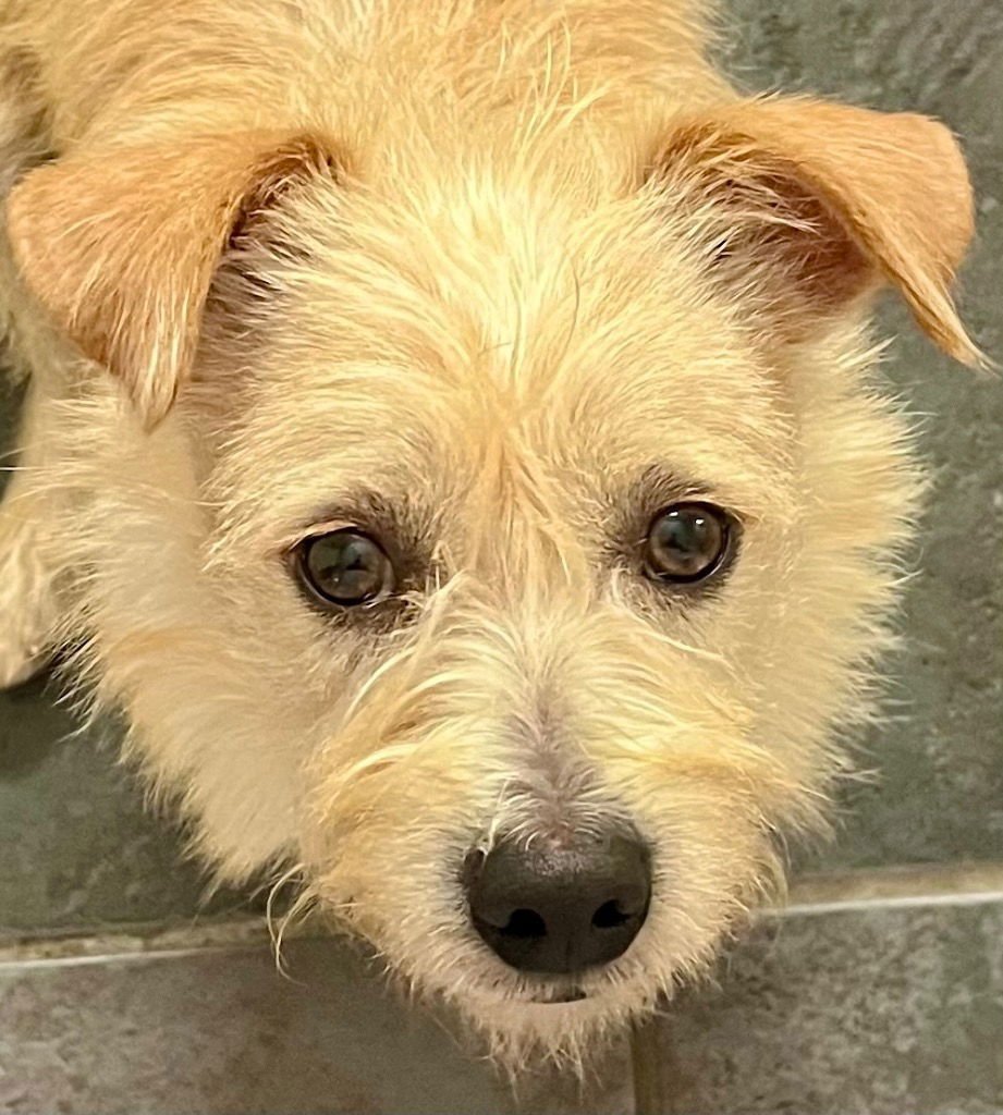 CHEWY - Terrier / Terrier available for adoption