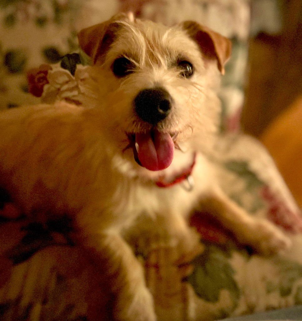 CHEWY - Terrier / Terrier available for adoption