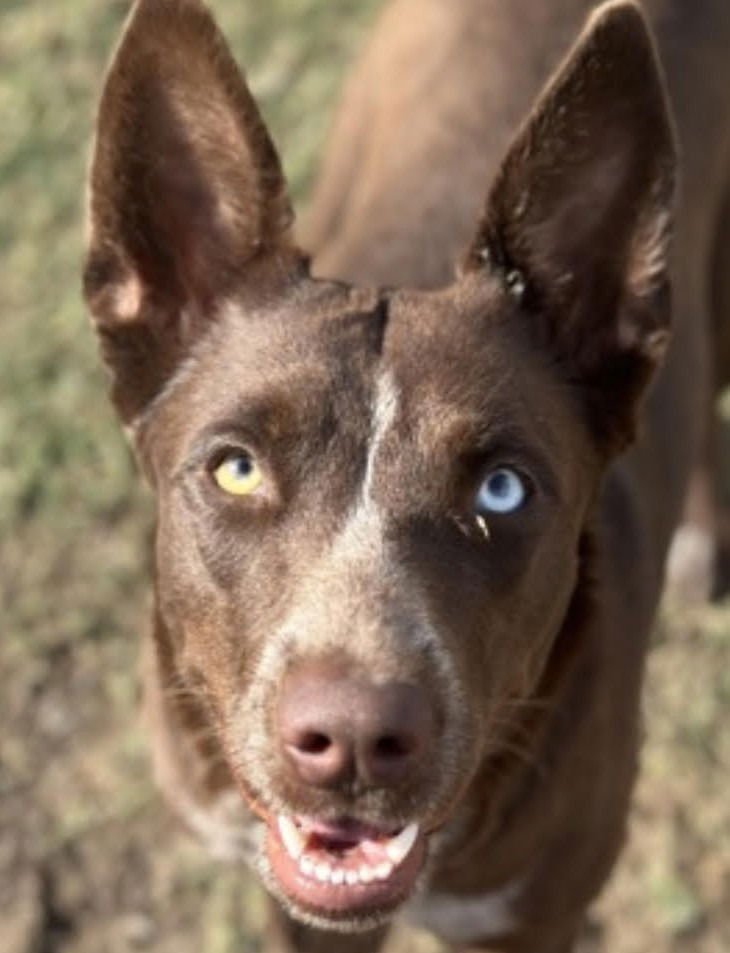 OAKLEE - Australian Kelpie / Terrier available for adoption