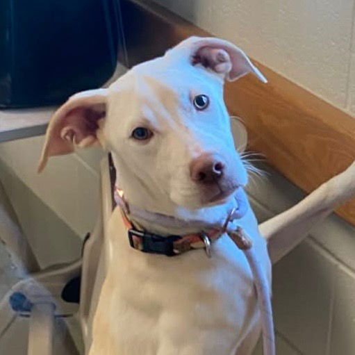 SERENITY - Labrador Retriever / Terrier available for adoption