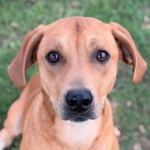 GUMBO - Plott Hound / Terrier available for adoption