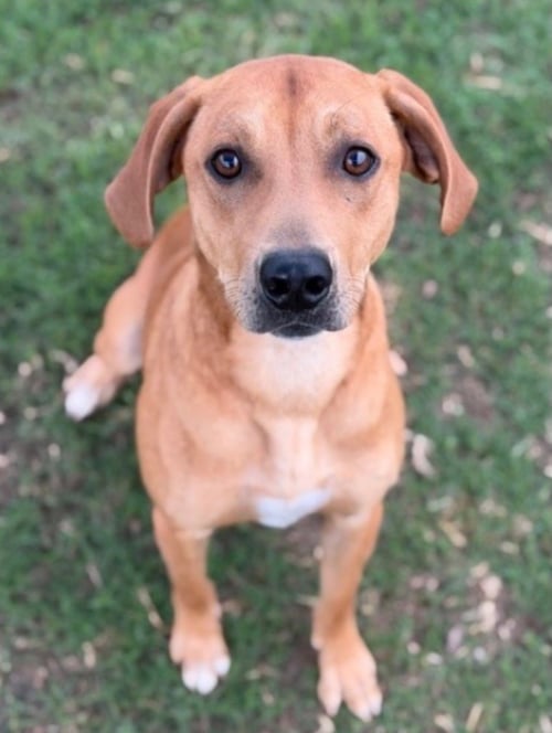 GUMBO - Plott Hound / Terrier available for adoption