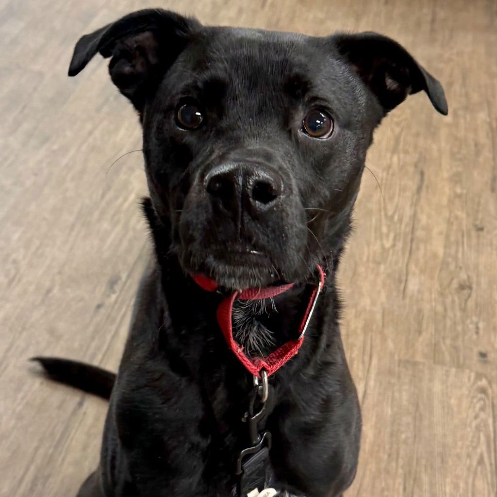 LEVI - Labrador Retriever / Terrier available for adoption