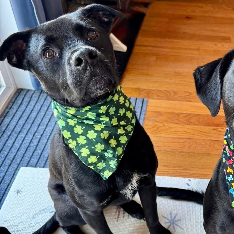 LEVI - Labrador Retriever / Terrier available for adoption