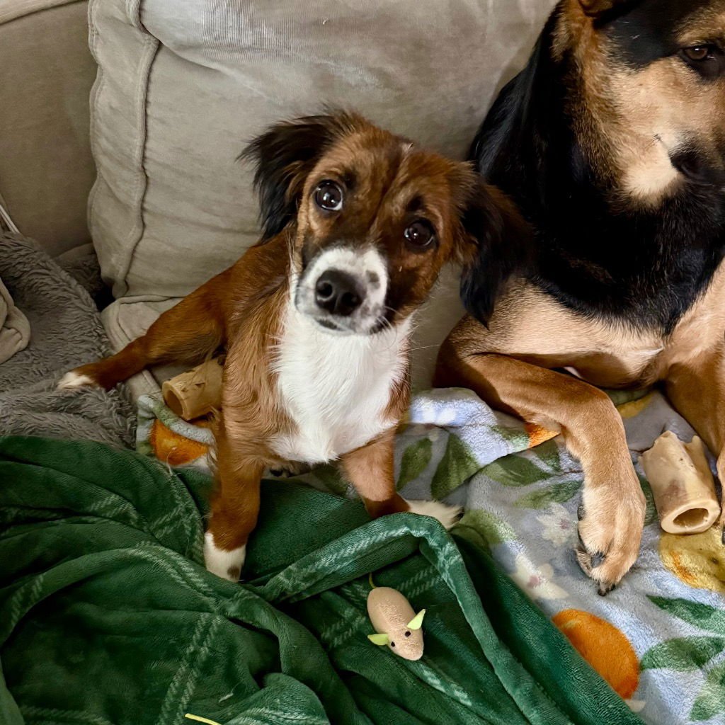 BUTTON - Dachshund / Terrier available for adoption