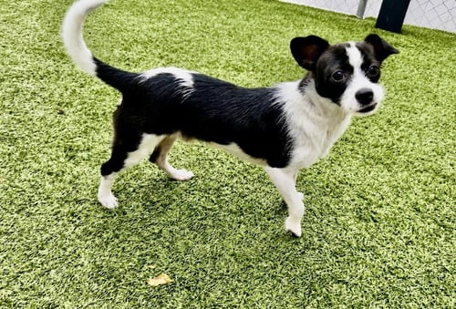 FELIX - Terrier / Terrier available for adoption