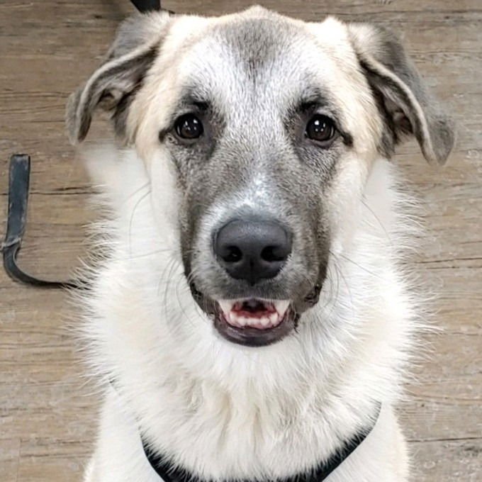 ZORRO - Great Pyrenees / Terrier available for adoption