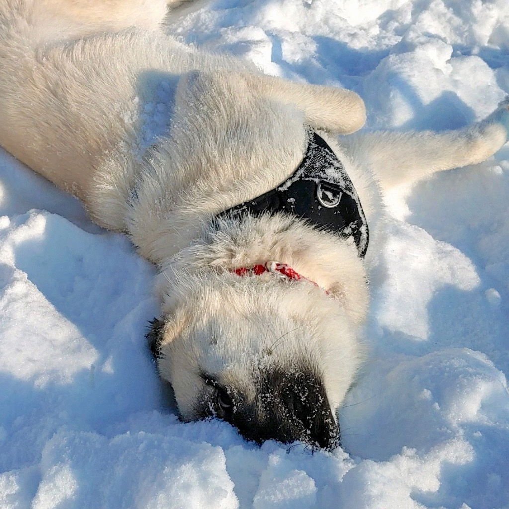 ZORRO - Great Pyrenees / Terrier available for adoption