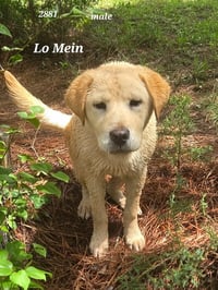 Lo Mein - Photo 2