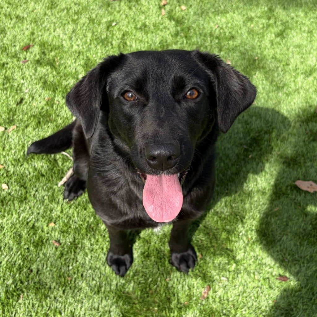 BIANCA - Labrador Retriever / Terrier available for adoption