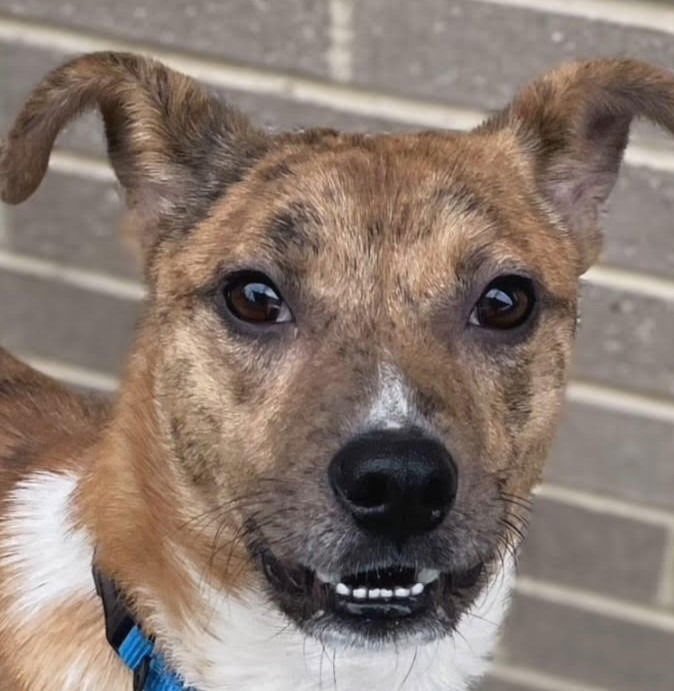 BENNY - Terrier available for adoption