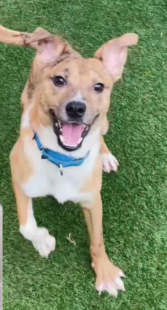 BENNY - Terrier available for adoption