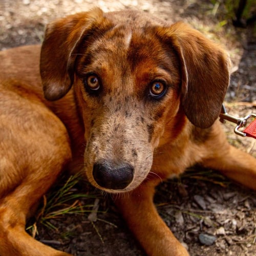 CHEROKEE - Shepherd / Terrier available for adoption