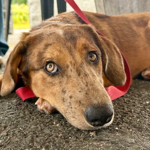 CHEROKEE - Shepherd / Terrier available for adoption