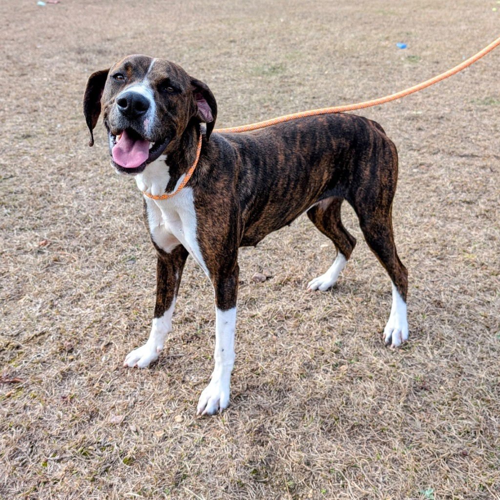 LADYBUG - Hound / Terrier available for adoption