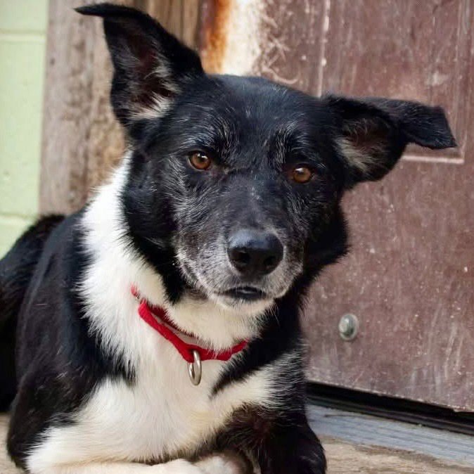 ACE - Border Collie available for adoption