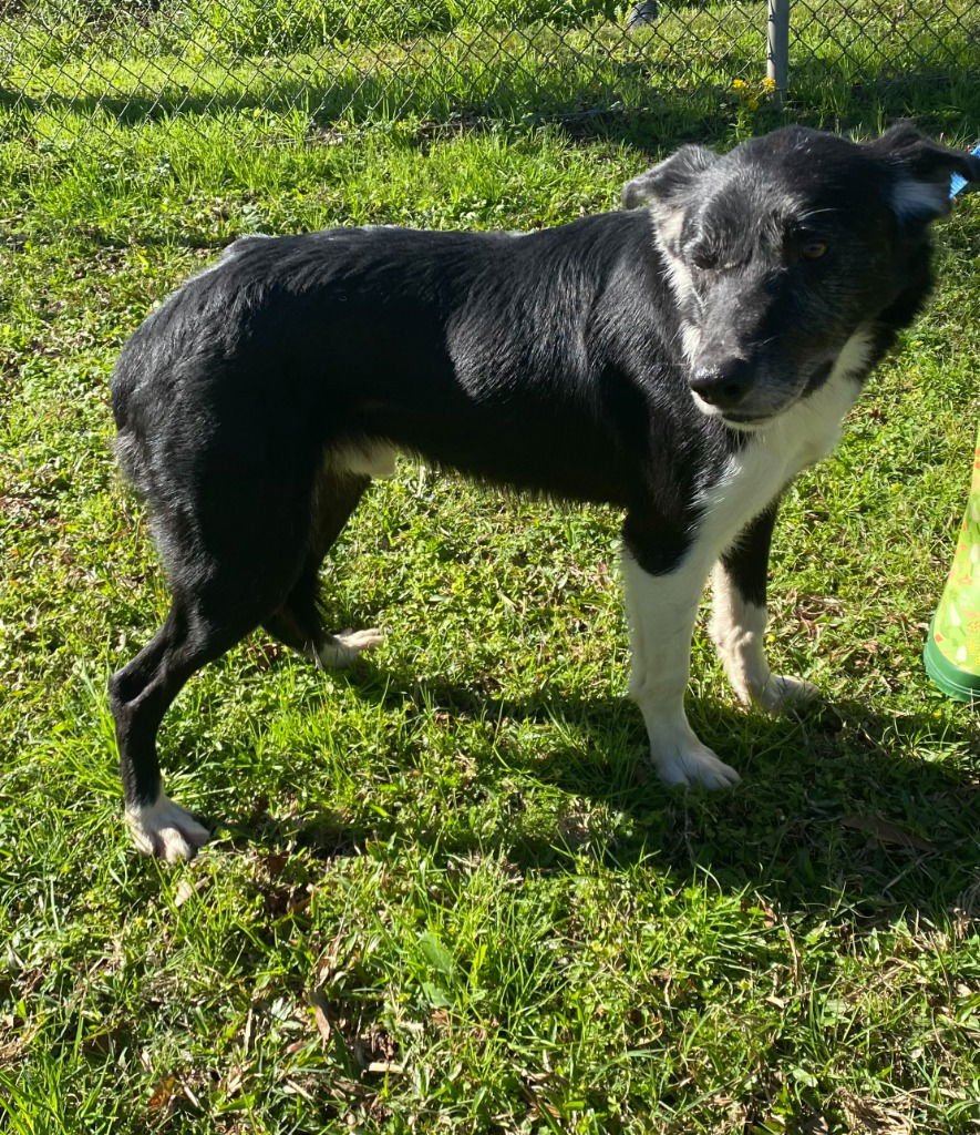 ACE - Border Collie available for adoption