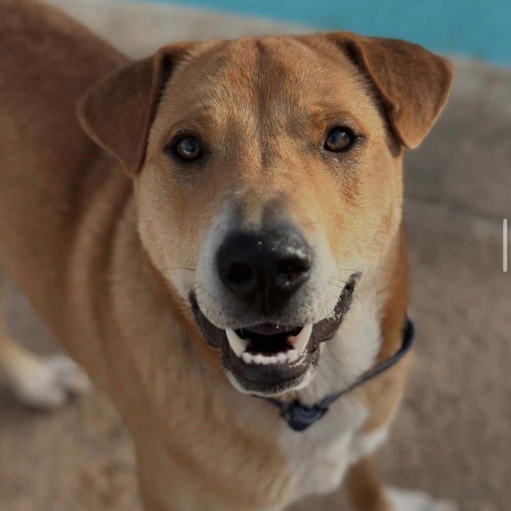 ORBIT - Retriever / Shar Pei available for adoption