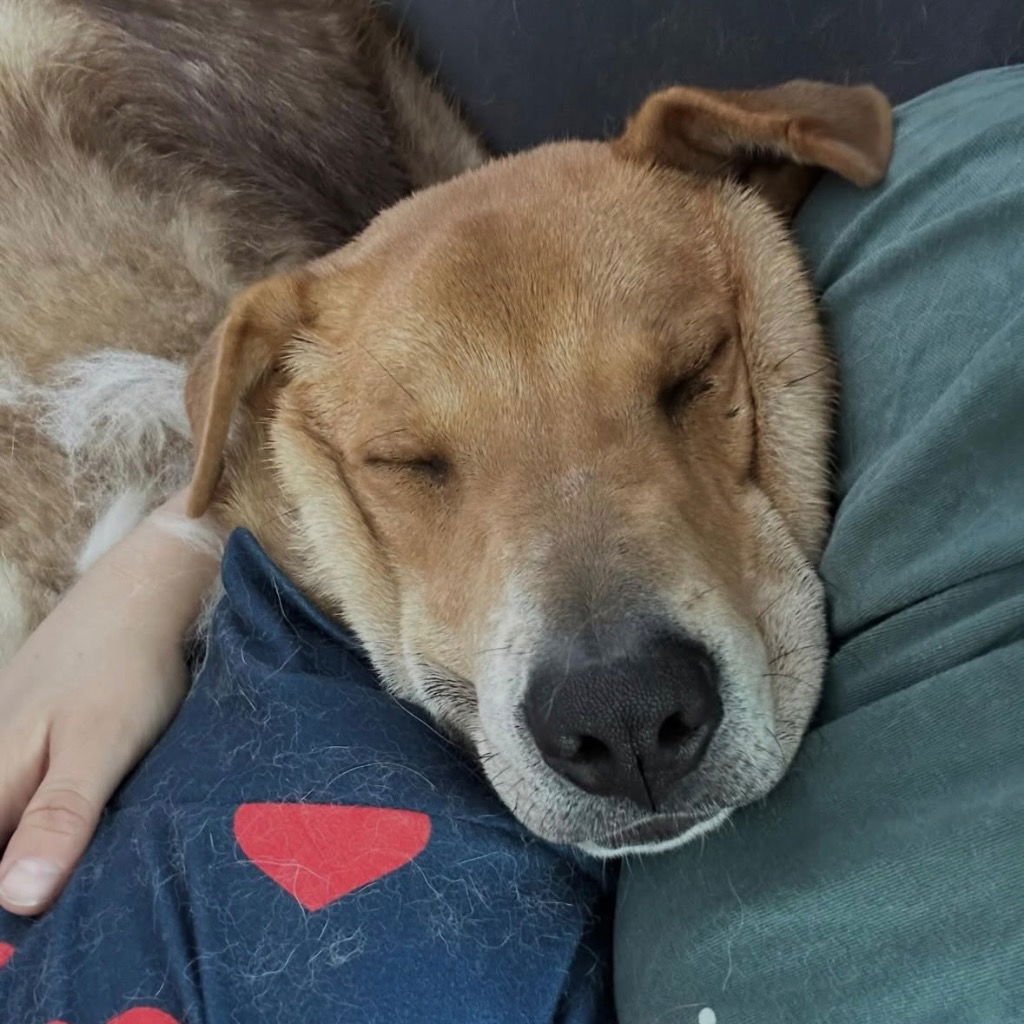 ORBIT - Retriever / Shar Pei available for adoption