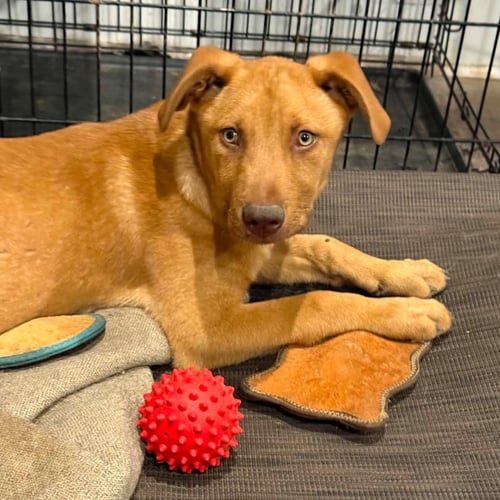 NATHAN - German Shepherd Dog / Terrier available for adoption