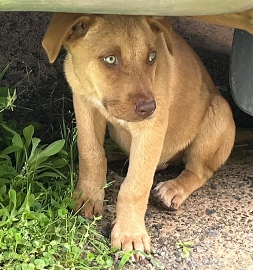 NATHAN - German Shepherd Dog / Terrier available for adoption